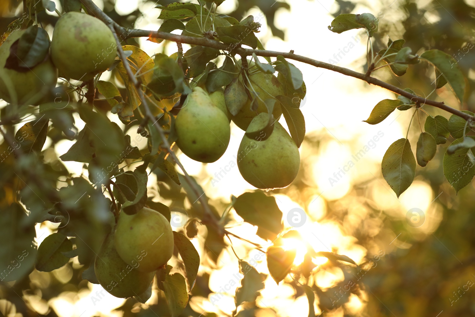 Photo of Ripe pears growing on tree in garden at sunset