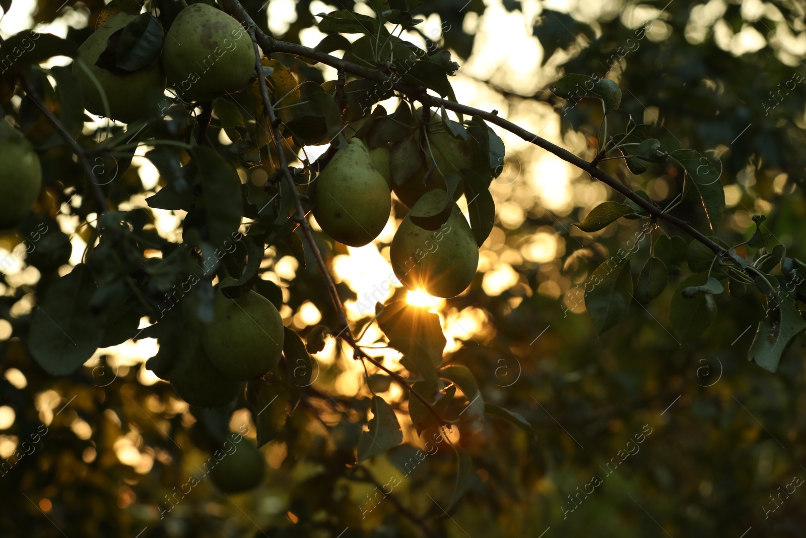 Photo of Ripe pears growing on tree in garden at sunset