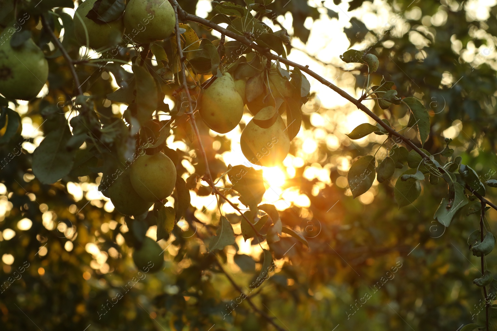 Photo of Ripe pears growing on tree in garden at sunset