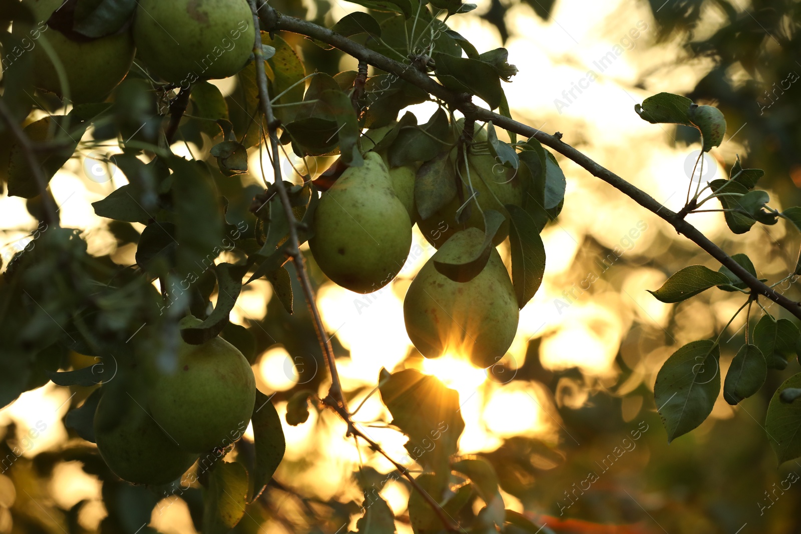 Photo of Ripe pears growing on tree in garden at sunset