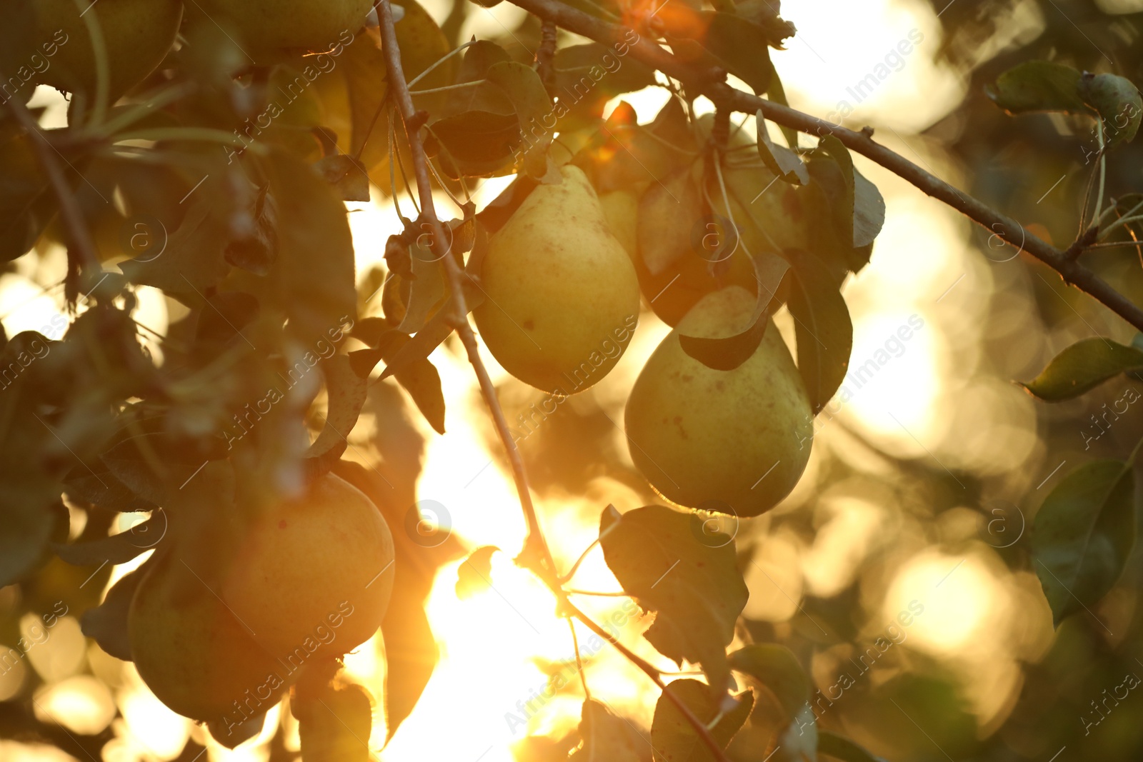 Photo of Ripe pears growing on tree in garden at sunset