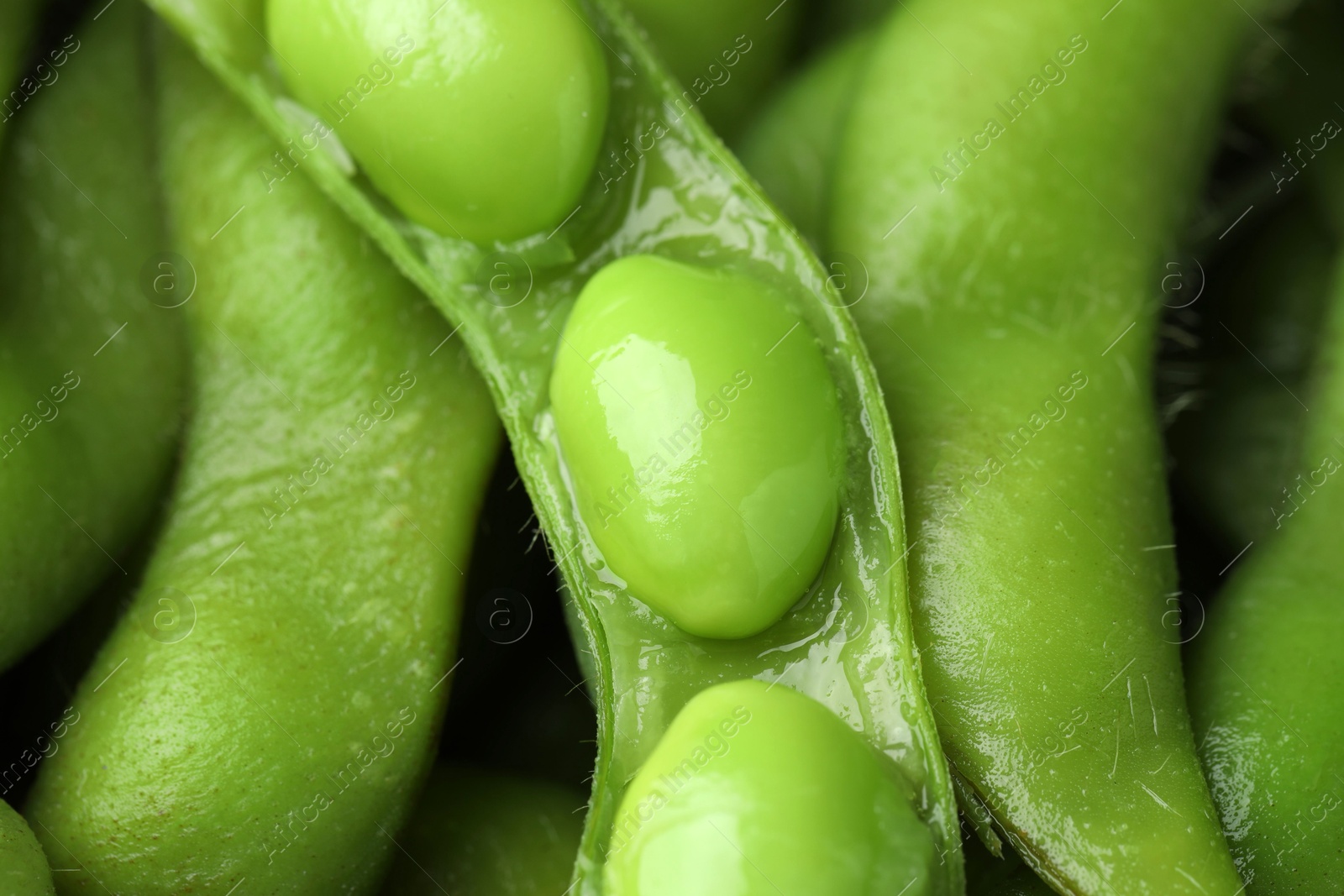 Photo of Fresh edamame pods with soybeans as background, closeup