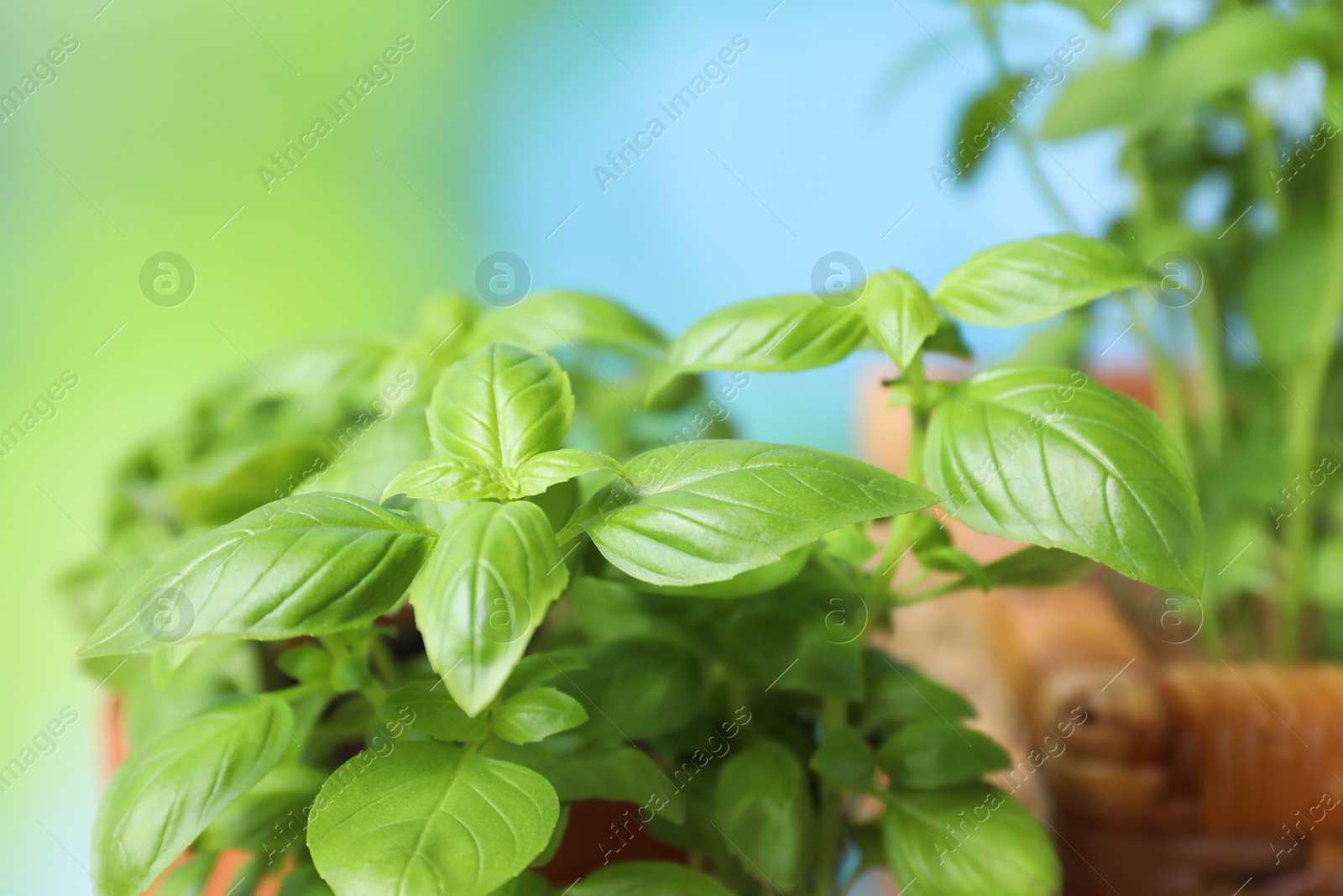 Photo of Different potted herbs on blurred background, closeup