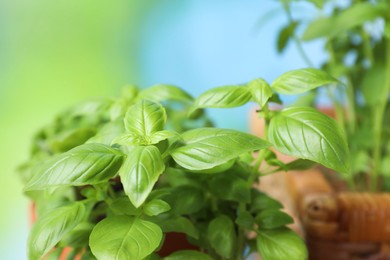 Different potted herbs on blurred background, closeup