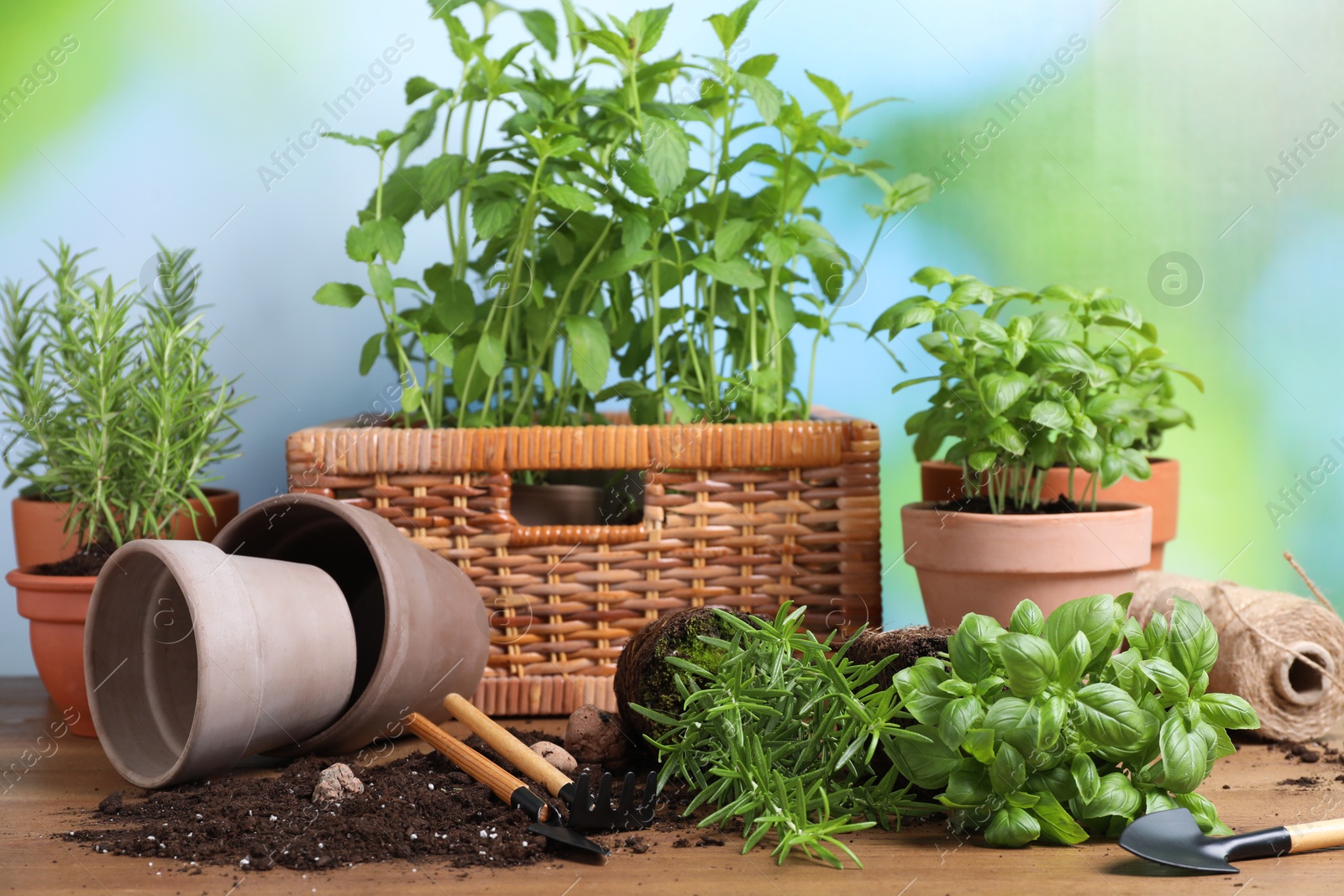 Photo of Transplanting plant. Potted herbs, clay pebbles and gardening tools with soil on wooden table outdoors