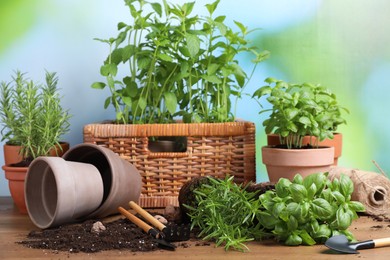 Transplanting plant. Potted herbs, clay pebbles and gardening tools with soil on wooden table outdoors