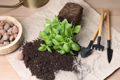 Photo of Transplanting herb. Fresh basil, clay pebbles and gardening tools with soil on wooden table