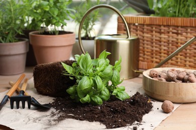 Photo of Transplanting plant. Potted herbs, clay pebbles and gardening tools with soil on wooden table indoors