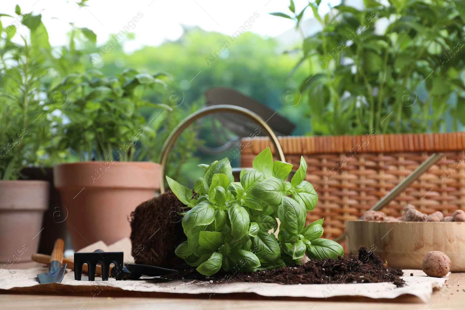 Photo of Transplanting plant. Potted herbs, clay pebbles and gardening tools with soil on table indoors