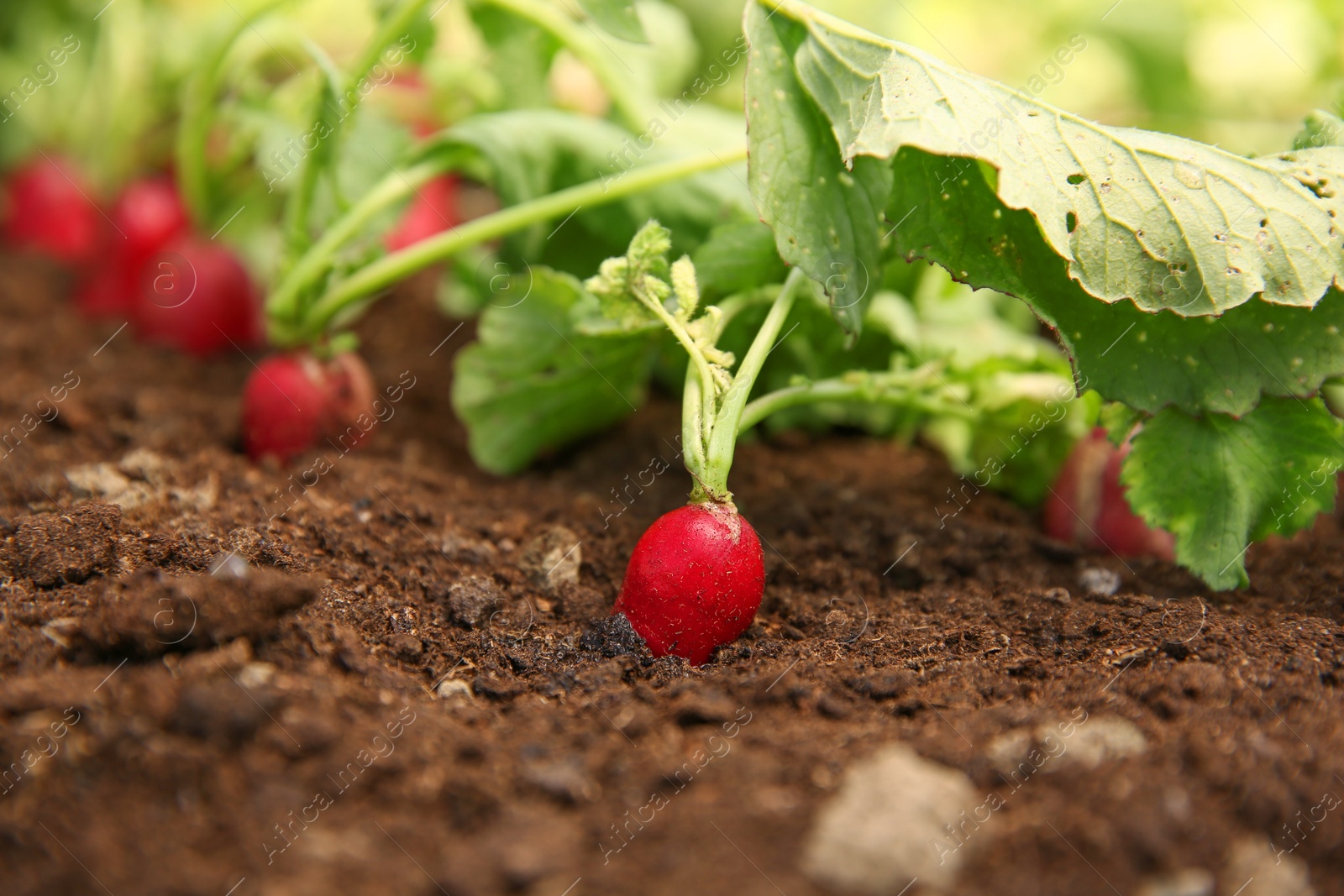 Photo of Organic radishes growing in garden on sunny day