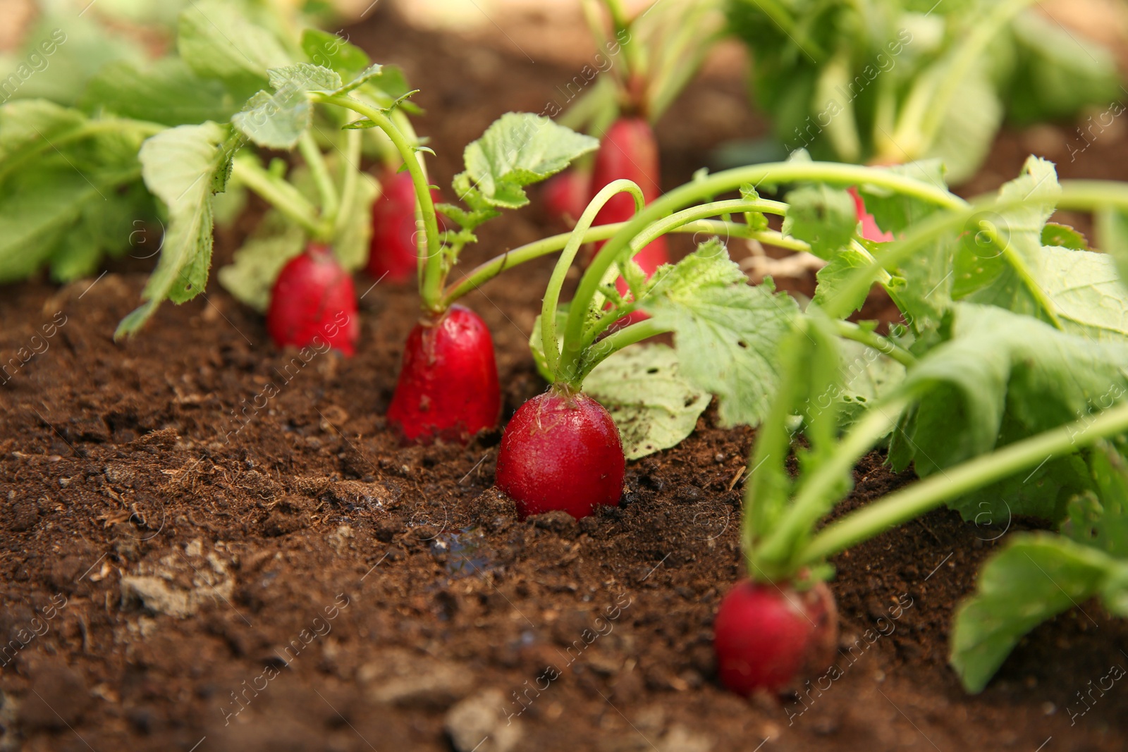 Photo of Organic radishes growing in garden on sunny day