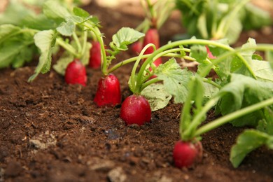 Organic radishes growing in garden on sunny day