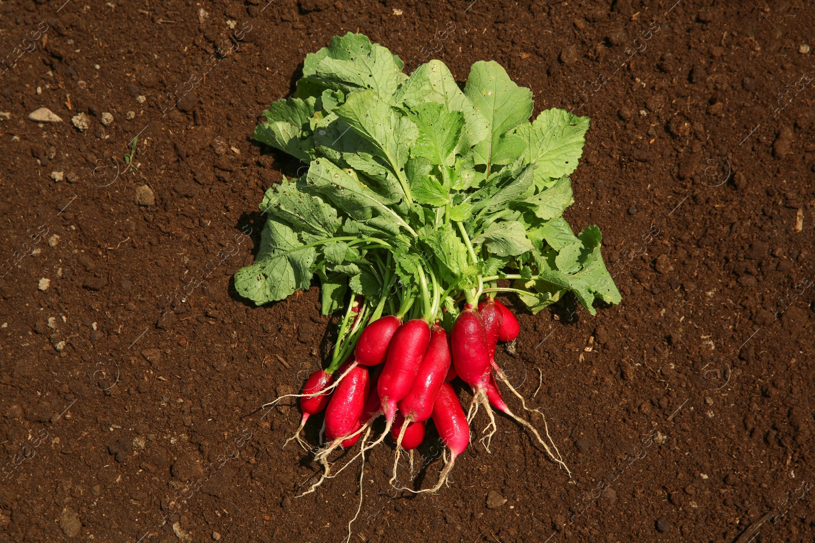 Photo of Bunch of freshly harvested radishes on soil, above view