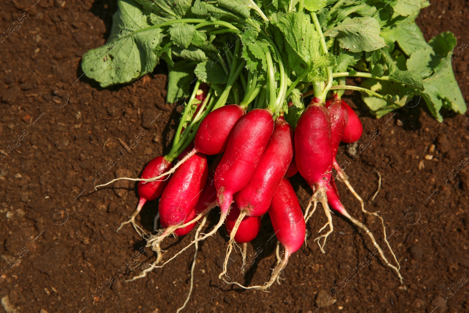 Photo of Bunch of freshly harvested radishes on soil