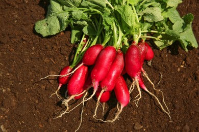 Bunch of freshly harvested radishes on soil