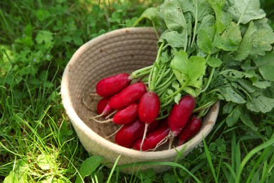 Bunch of freshly harvested radishes in basket outdoors