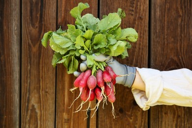 Farmer holding bunch of freshly harvested radishes near wooden wall, closeup