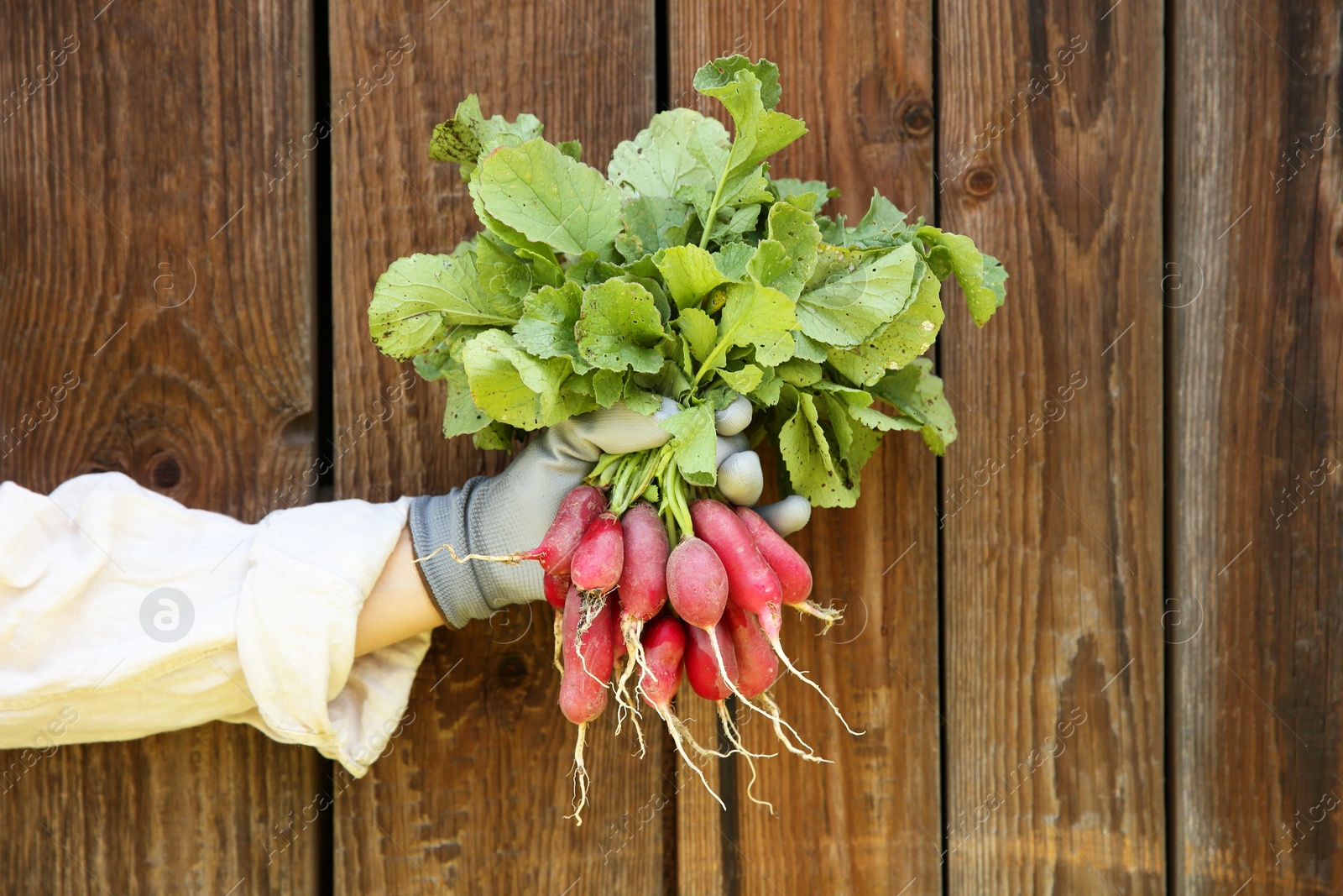 Photo of Farmer holding bunch of freshly harvested radishes near wooden wall, closeup