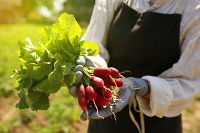 Photo of Farmer holding bunch of freshly harvested radishes in garden, closeup