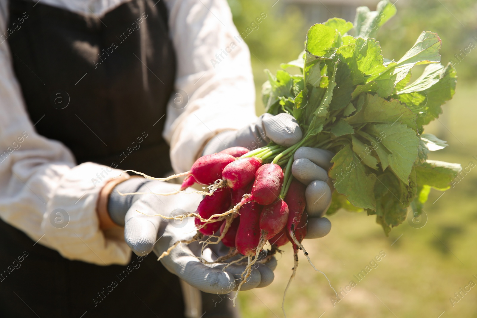 Photo of Farmer holding bunch of freshly harvested radishes in garden, closeup