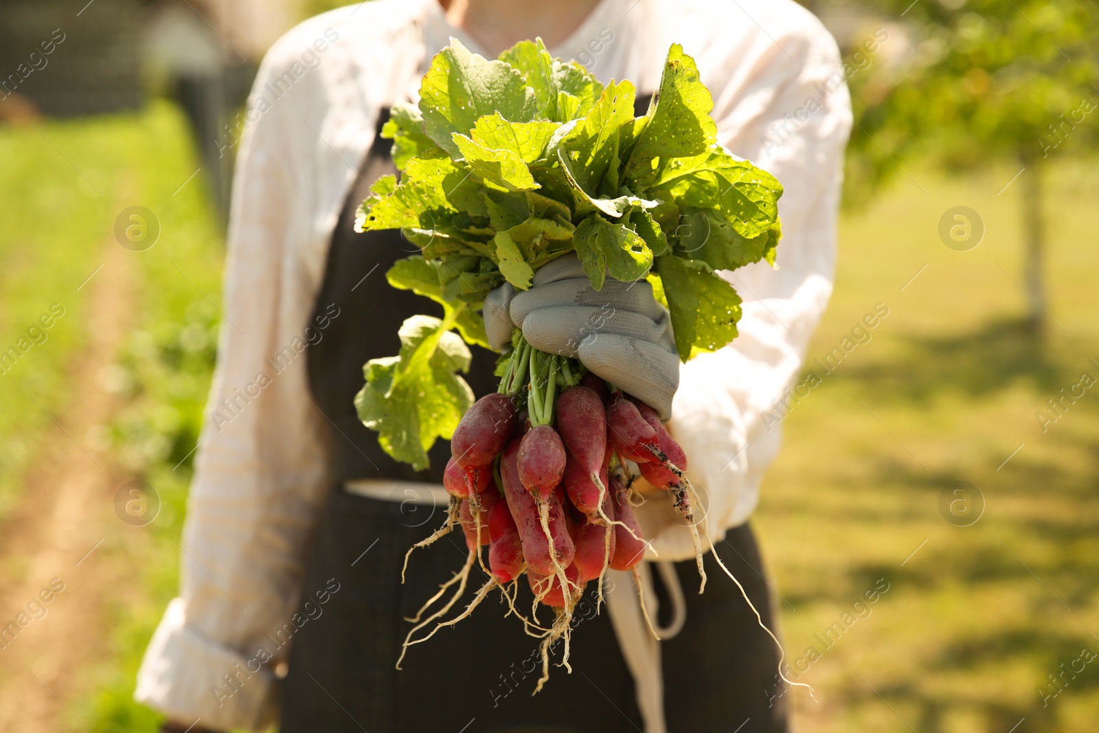 Photo of Farmer holding bunch of freshly harvested radishes in garden, closeup