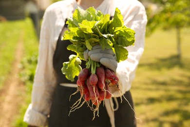 Photo of Farmer holding bunch of freshly harvested radishes in garden, closeup