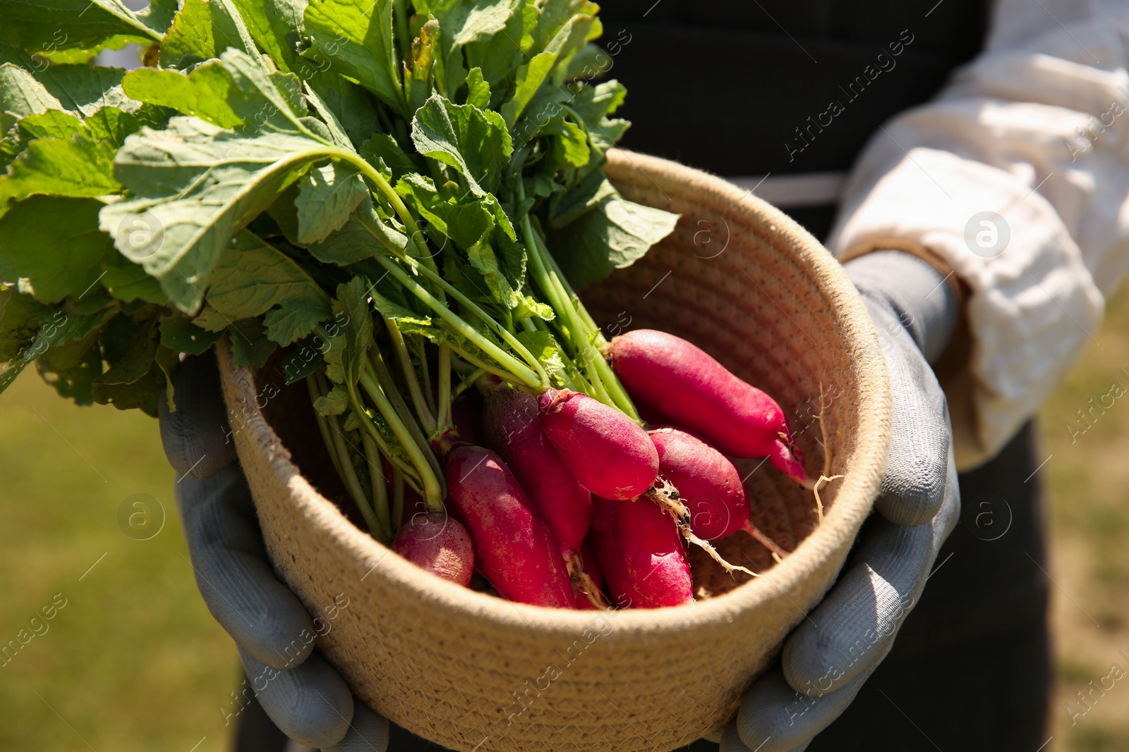 Photo of Farmer holding freshly harvested radishes in garden, closeup