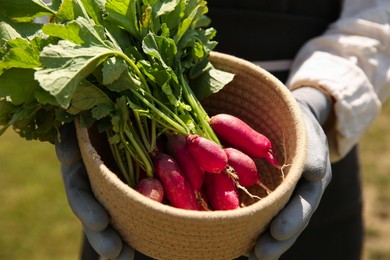 Farmer holding freshly harvested radishes in garden, closeup