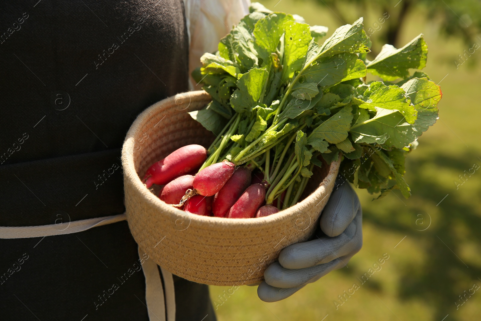 Photo of Farmer holding freshly harvested radishes in garden, closeup