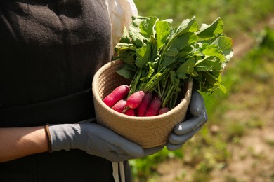 Photo of Farmer holding freshly harvested radishes in garden, closeup