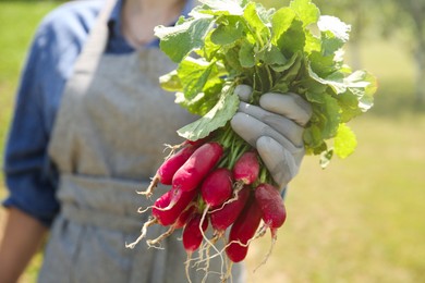 Farmer holding bunch of freshly harvested radishes in garden, closeup