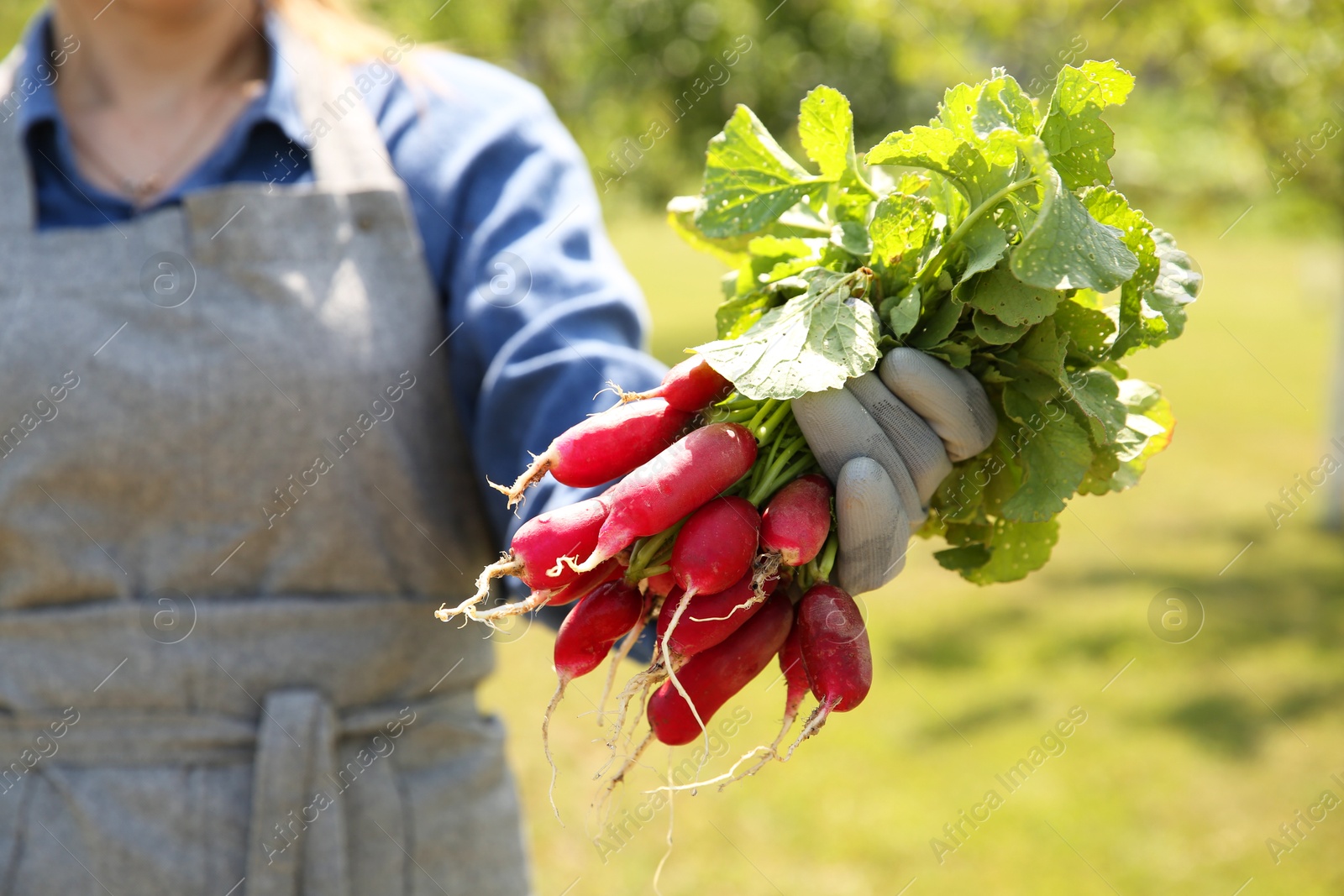 Photo of Farmer holding bunch of freshly harvested radishes in garden, closeup