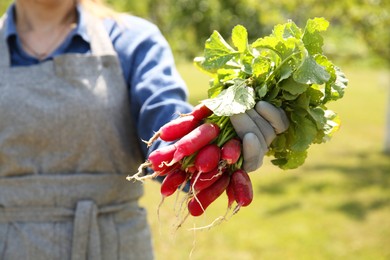 Farmer holding bunch of freshly harvested radishes in garden, closeup