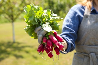 Photo of Farmer holding bunch of freshly harvested radishes in garden, closeup