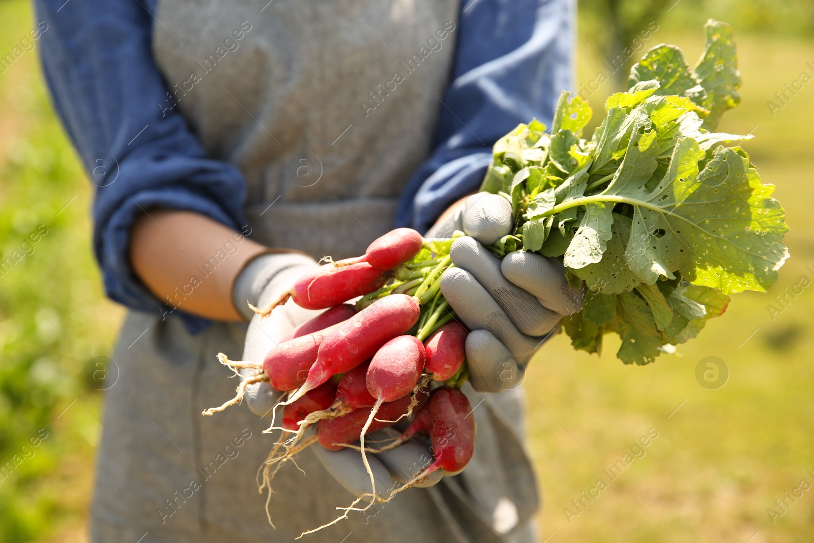 Photo of Farmer holding bunch of freshly harvested radishes in garden, closeup