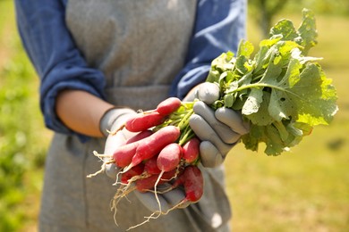 Photo of Farmer holding bunch of freshly harvested radishes in garden, closeup