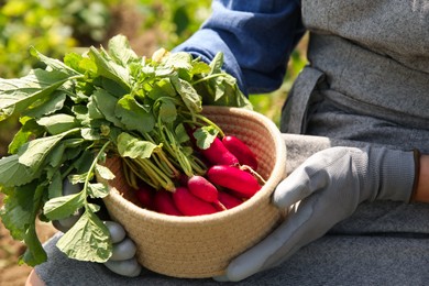 Farmer with bowl of freshly harvested radishes in garden, closeup