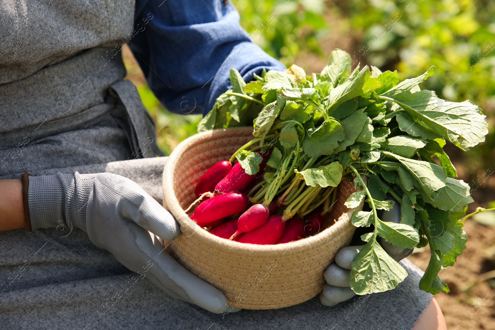 Photo of Farmer with bowl of freshly harvested radishes in garden, closeup