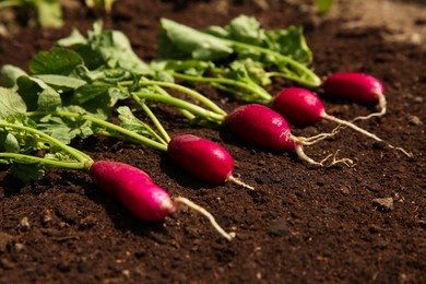 Ripe freshly harvested radishes on soil, closeup