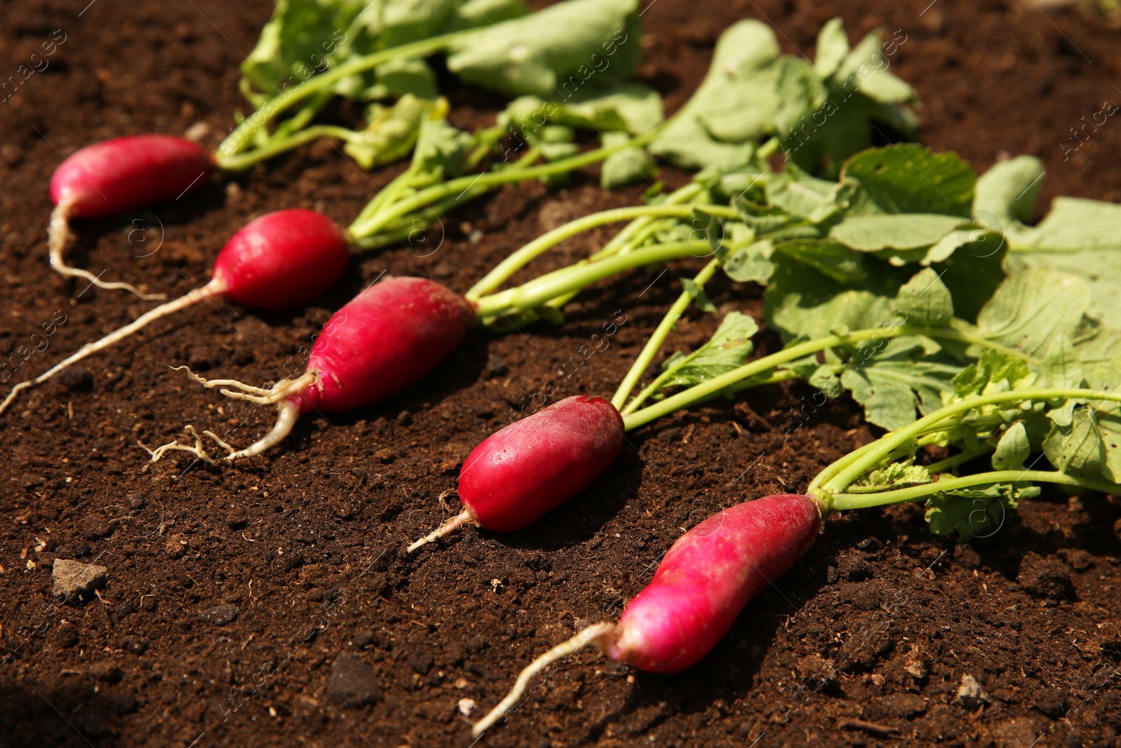 Photo of Ripe freshly harvested radishes on soil, closeup