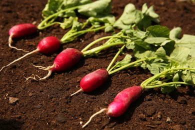 Ripe freshly harvested radishes on soil, closeup