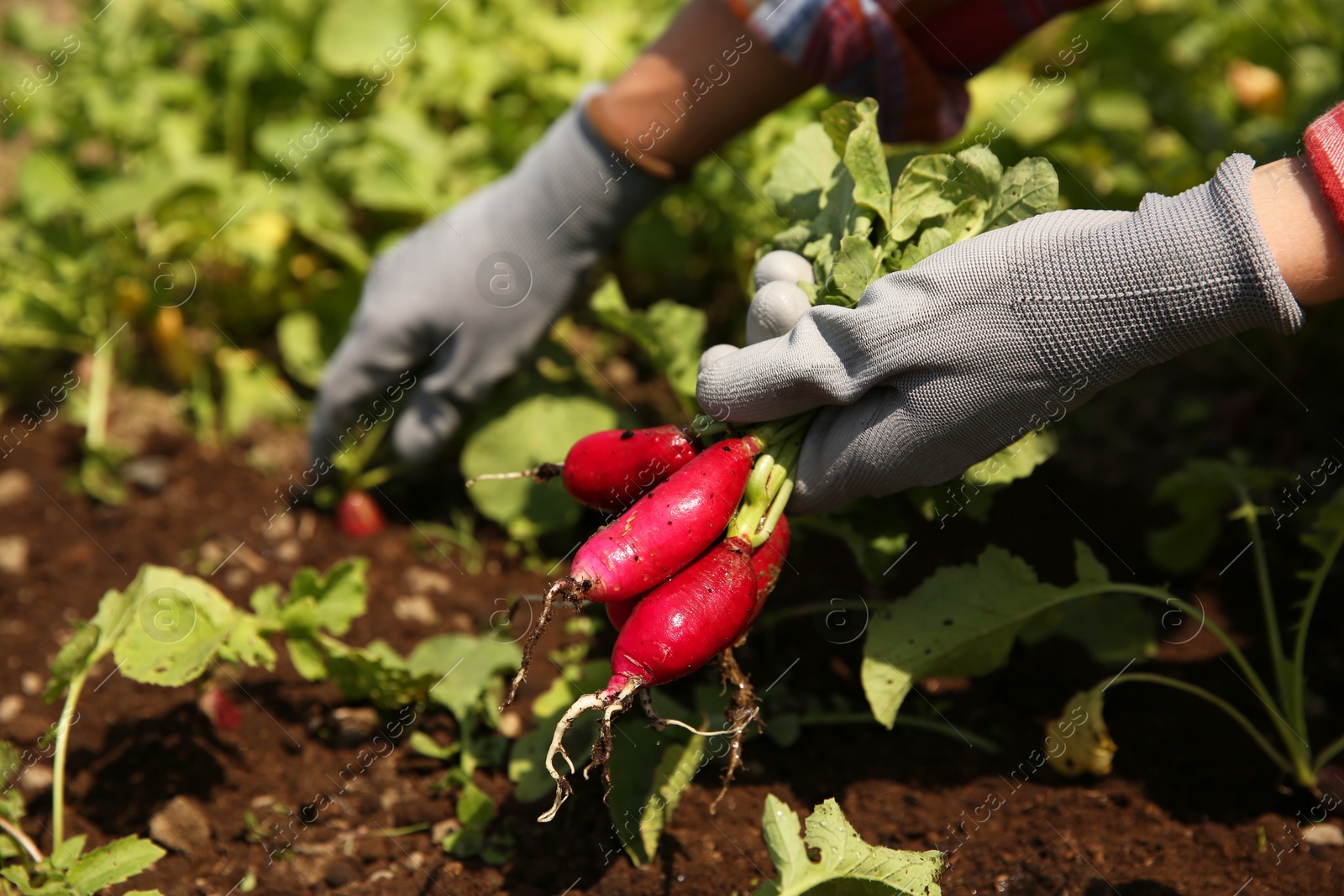 Photo of Farmer harvesting ripe radishes in garden, closeup