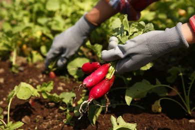 Farmer harvesting ripe radishes in garden, closeup