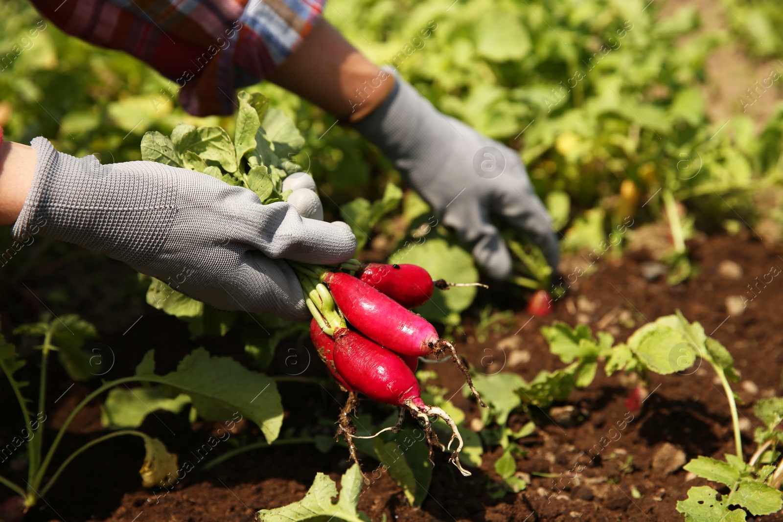 Photo of Farmer harvesting ripe radishes in garden, closeup