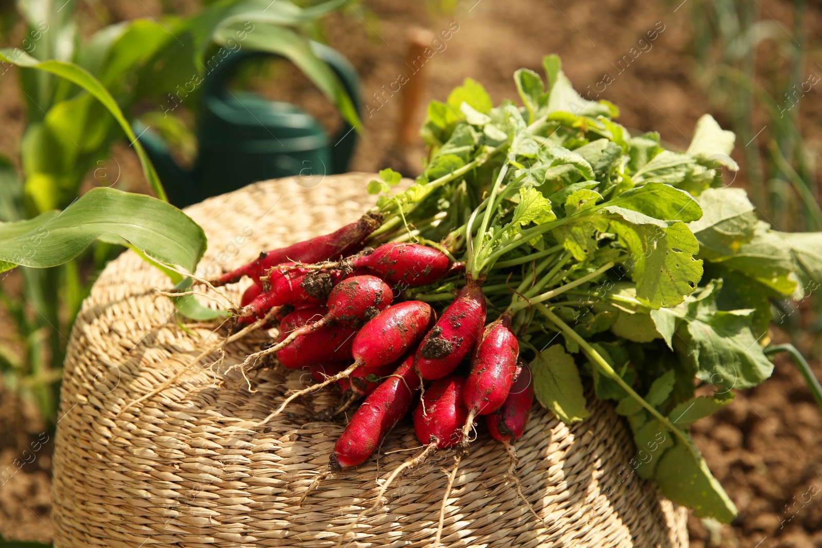 Photo of Bunch of freshly harvested radishes on wicker basket outdoors