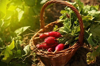 Wicker basket with freshly harvested radishes outdoors