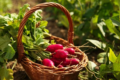 Wicker basket with freshly harvested radishes outdoors