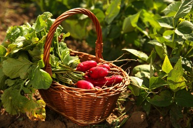 Photo of Wicker basket with freshly harvested radishes outdoors