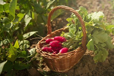 Wicker basket with freshly harvested radishes outdoors