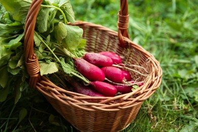 Wicker basket with freshly harvested radishes outdoors